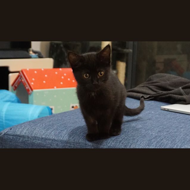 Photo of Ashy