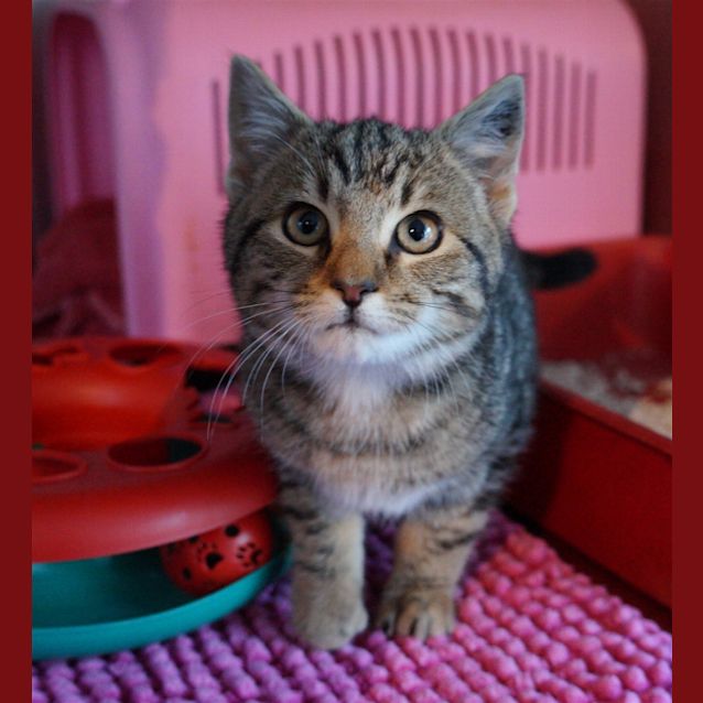 Photo of Rocket