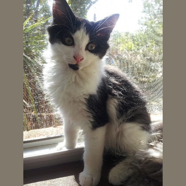 Photo of Captain Fuzzbutt