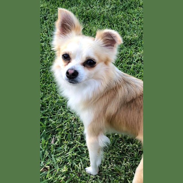 Photo of Flighty **Adopted** 