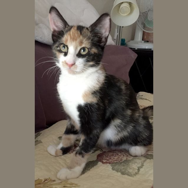 Photo of Bonnie The Sweet Sassy Tortoiseshell Kitten!