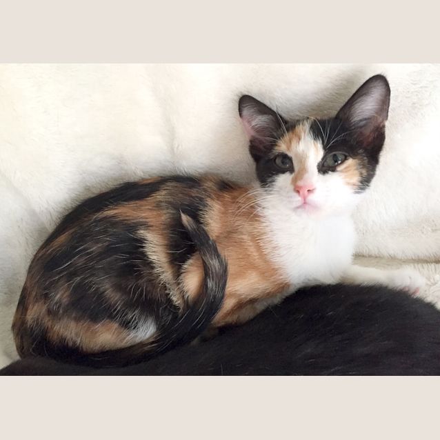 Photo of Ruby Rose The Modelesque Tortie Kitten! 