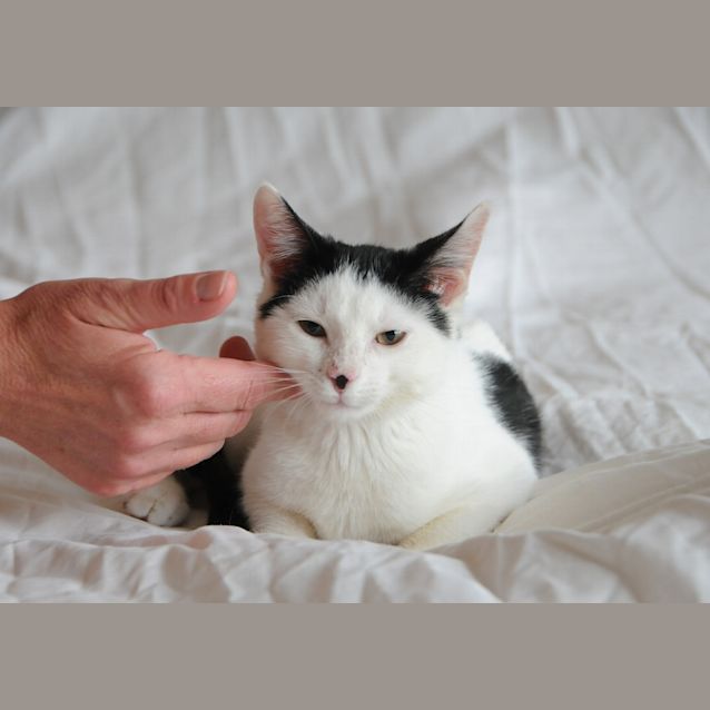 Photo of Boston The Bop Bop Charlie Chaplin Kitten! 