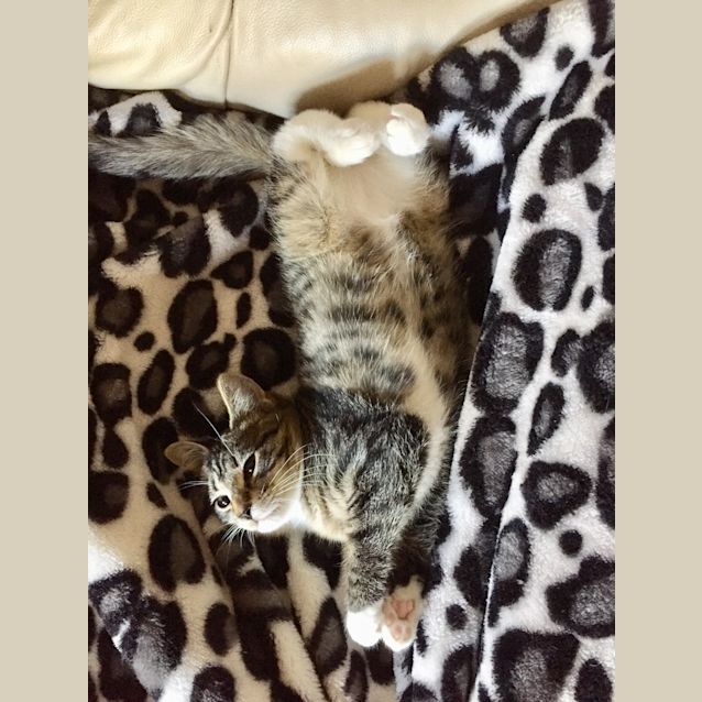 Photo of Qtip The Gentle Loving Tabby Tomkitten! 