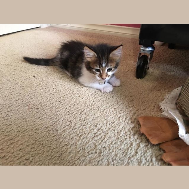 Photo of Crumpet The Smooth Talking Floofster Kitten! 
