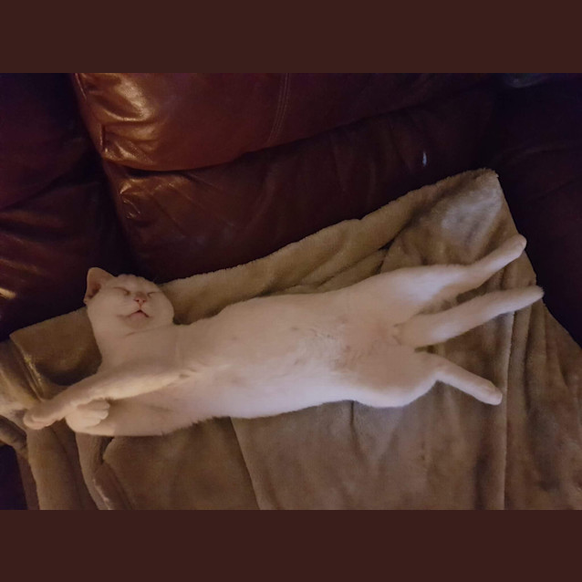 Photo of Toby