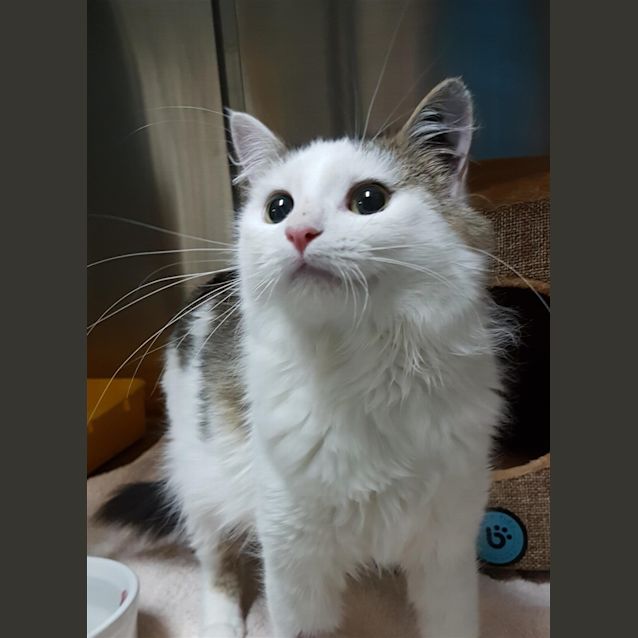 Photo of Opal
