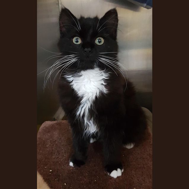 Photo of Fudge