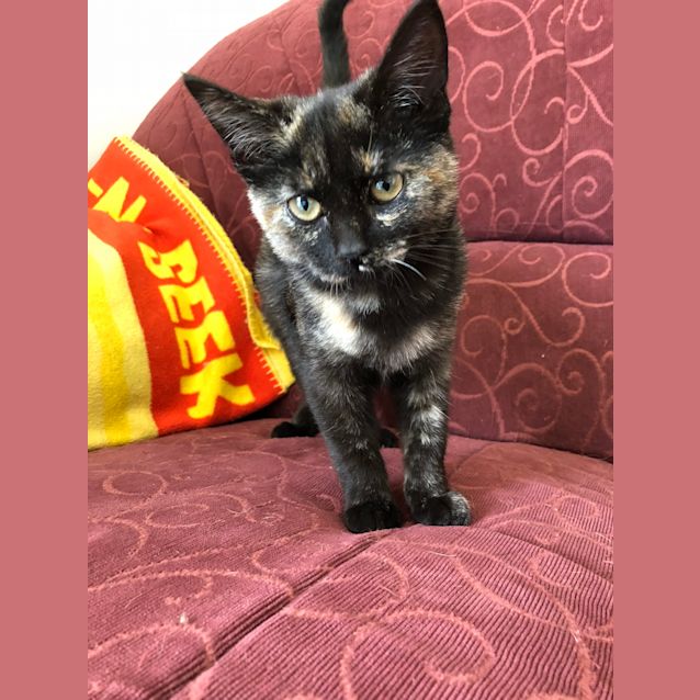 Photo of Chutney