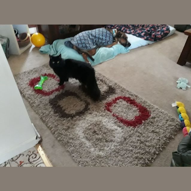 Photo of Dodgeball  .. Cat, Dog And Child Friendly