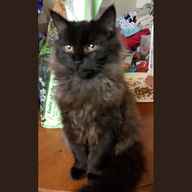 Photo of Mini Me 