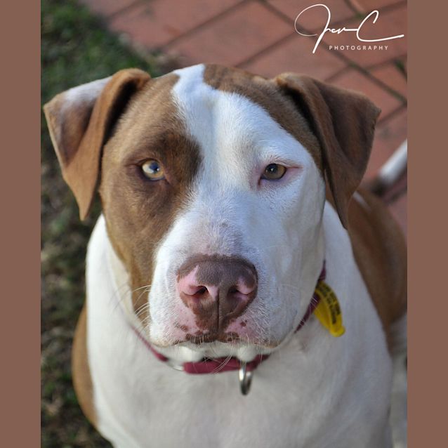 Photo of Hope ** A Pure Bred Staffy **