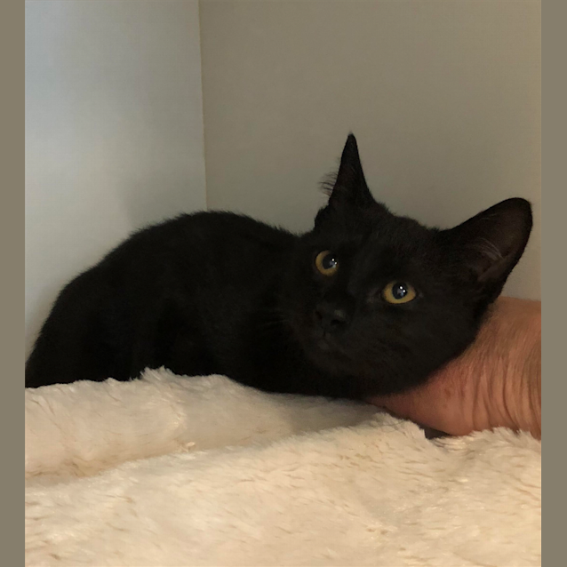 Photo of Onyx