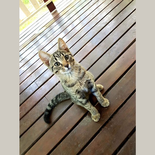 Photo of Little Lord Bebe   Adoption Pending