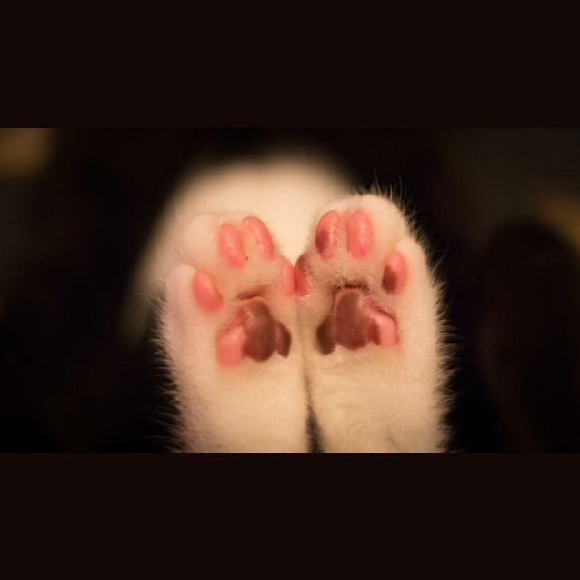 Photo of Jasper