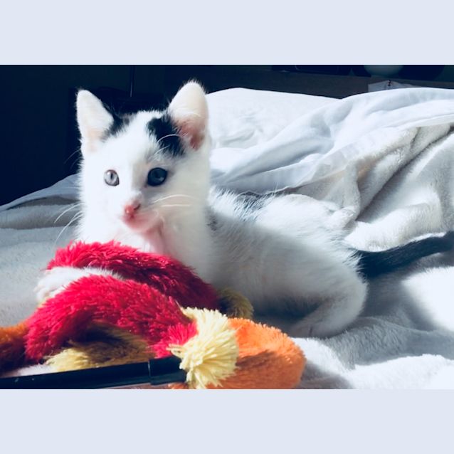 Photo of Booker   Available End Of June