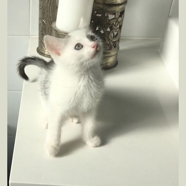 Photo of Jake   Available End Of June