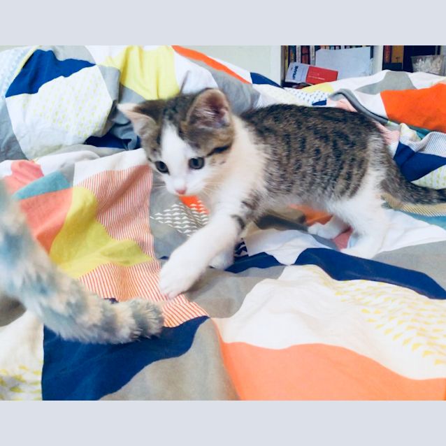 Photo of Amelia   Available End Of June