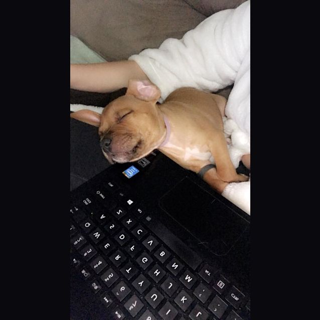 Photo of Mouse 