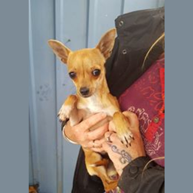 Photo of Buttercup 