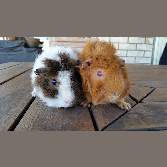 Photo of Sheldon(ginger) And Leonard