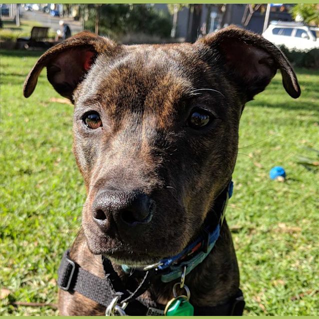 Photo of Pickle
