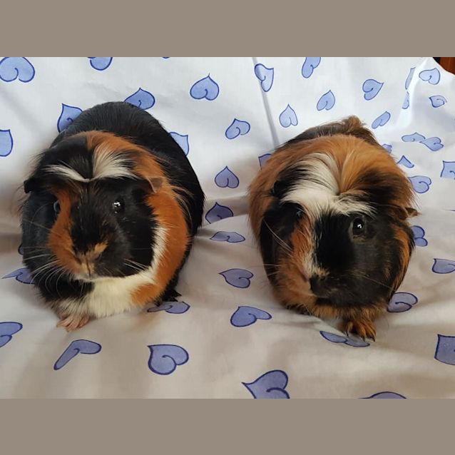 Photo of Mimi And Cuddles
