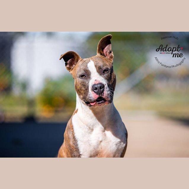 Photo of Austen (Pcc 325)