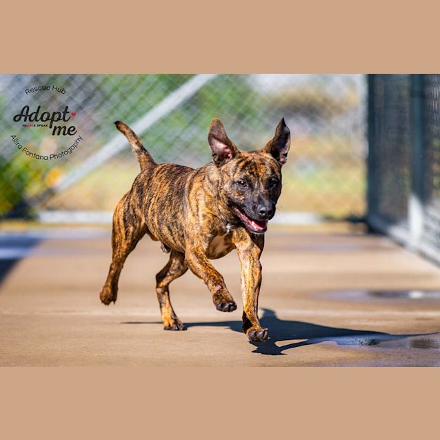 Photo of Tank (Hcc 180)