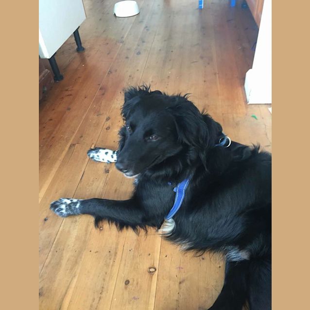 Photo of Tuffy