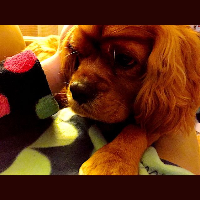 Photo of Suki