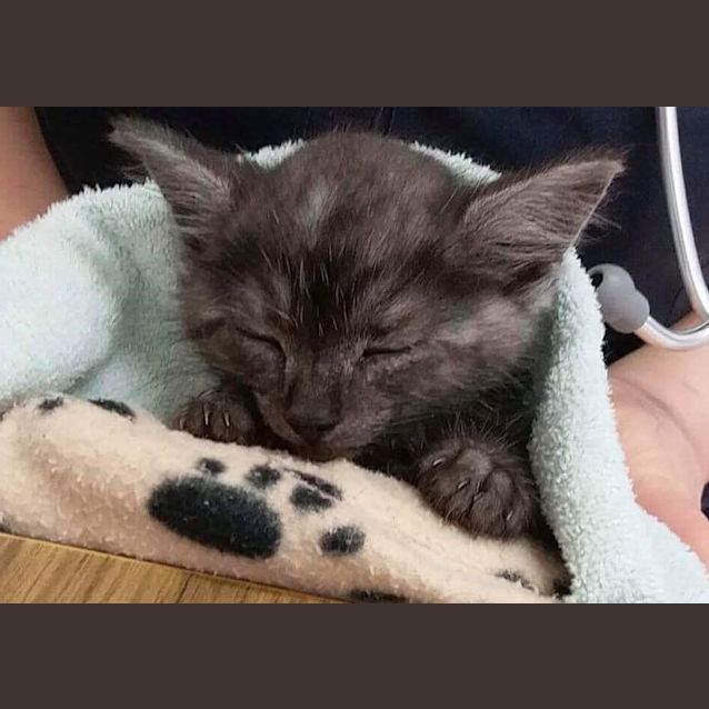Photo of Truffle