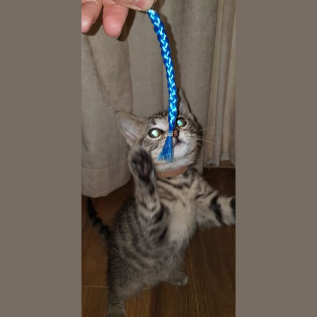 Photo of Wasabi