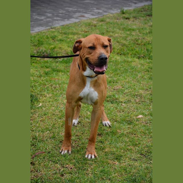 Photo of Buddy Dl1932
