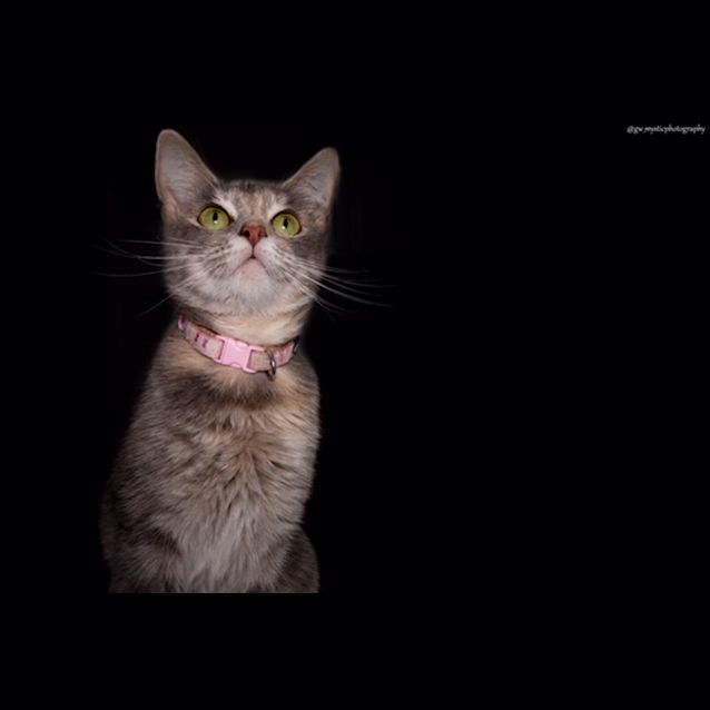 Photo of Khaleesi