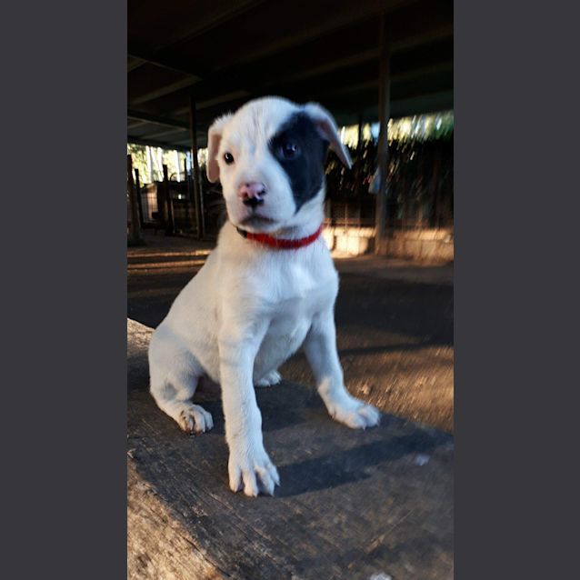 Photo of Stella 