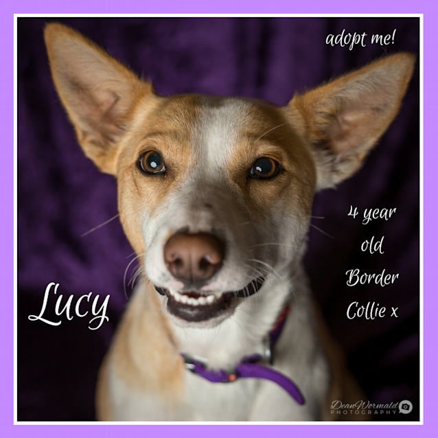 Photo of Lucy ~ Border Collie X (On Trial 23/6/2018)