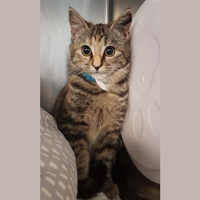 Photo of Siren