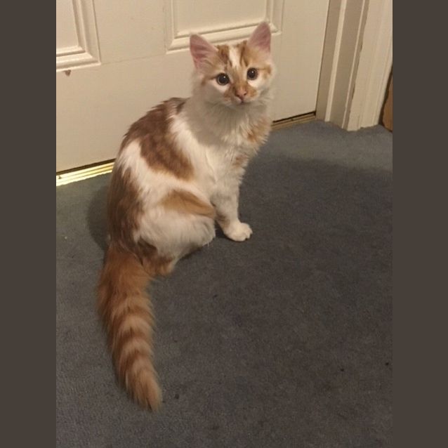 Photo of Pretty Primrose