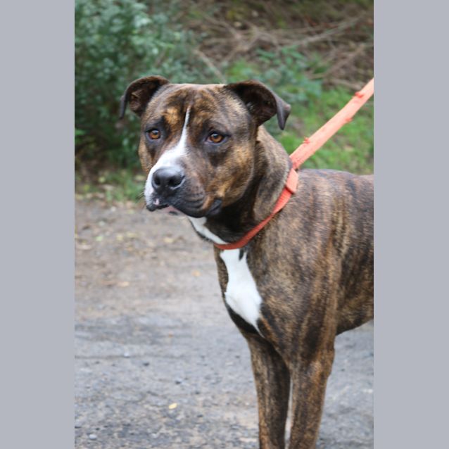 Photo of Champ