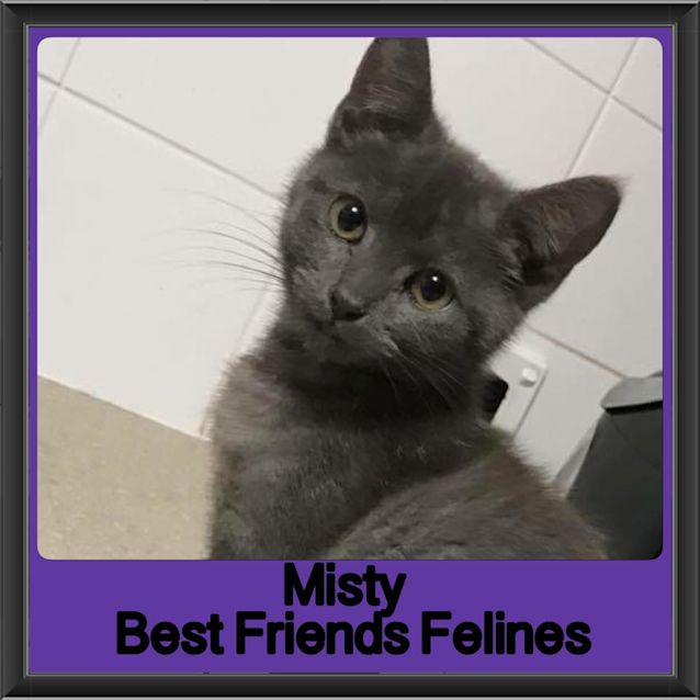 Photo of Misty