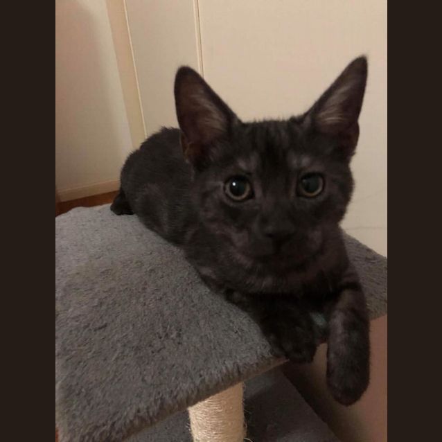 Photo of Romeo 