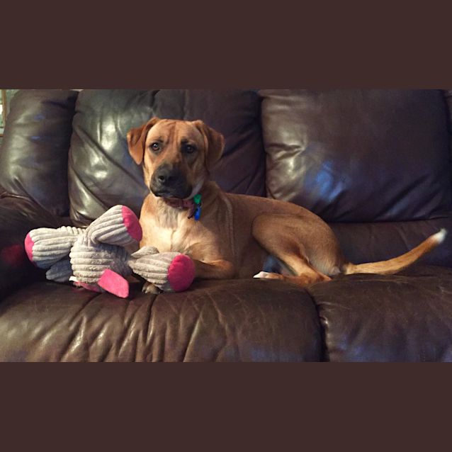 Photo of Rosie 