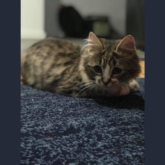 Photo of Brando The Brave