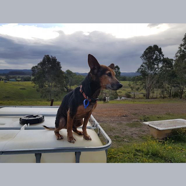 Photo of Roo ~ 9 Year Old Foxy X (On Trial 17/7/18)