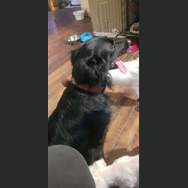 Photo of Sage (Adoption Pending)