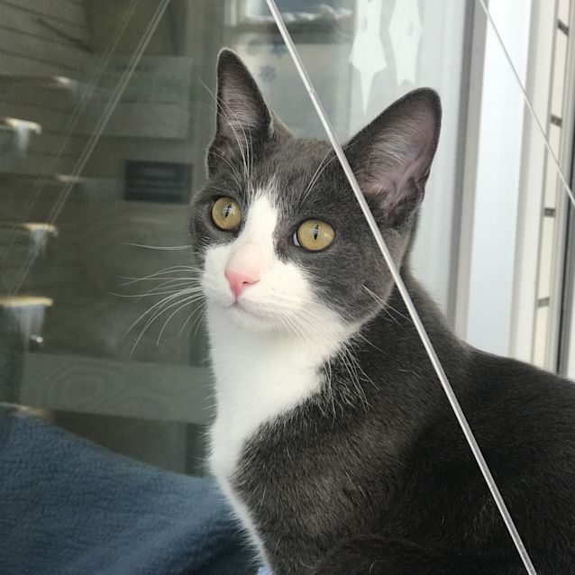 Photo of Samson