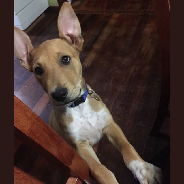 Photo of Percy Ed0147