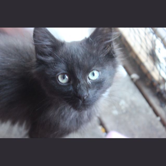 Photo of Sirius