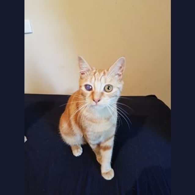 Photo of Sally * Adoption Fee Waived*